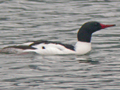 Common Merganser